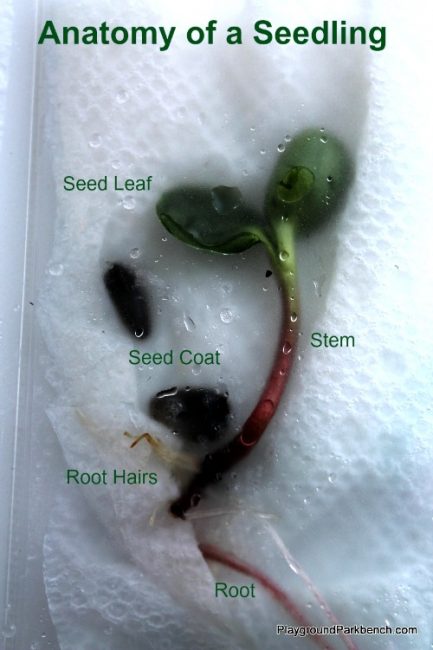 Seedling Anatomy