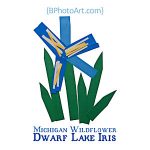 bphotoart-bphotoart-dwarf-lake-iris-michigan-