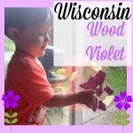 wisconsin wood violet