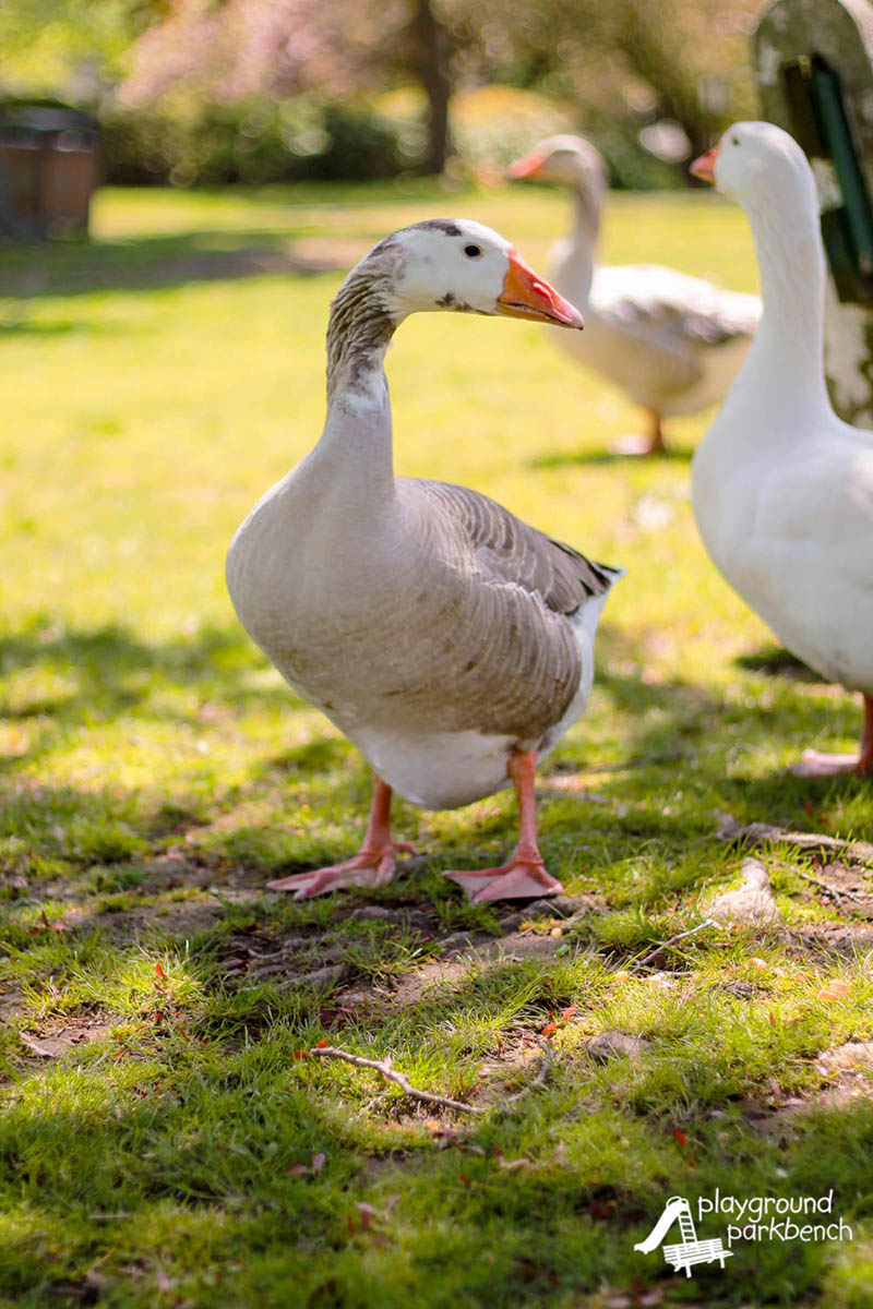 Make Way For and Feed the Ducklings