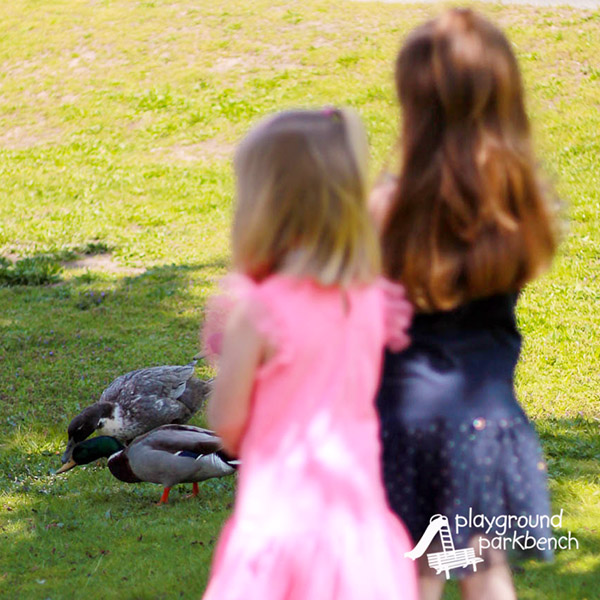 What to Feed Ducks-SQUARE