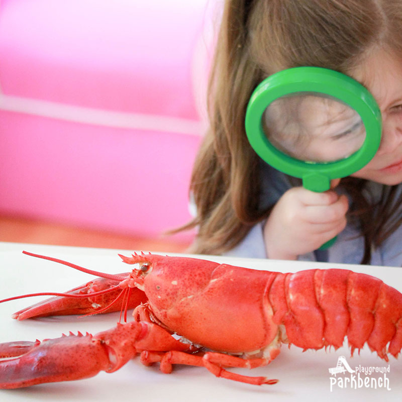 Child studying a lobster with a magnifying glass